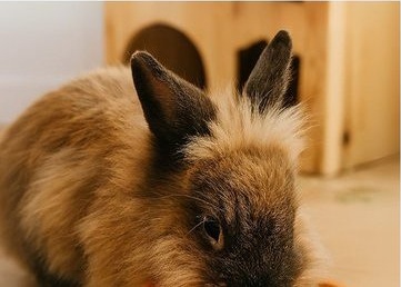 Rabbit eating from a ceramic bowl with carrot pattern